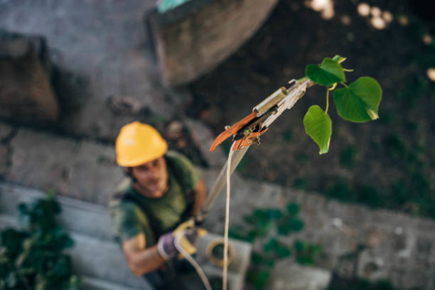 Best Arborist Consultation Services  in Glespie, IL